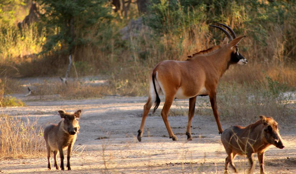 Fathala Wildlife Reserve Toubakouta Exterior foto