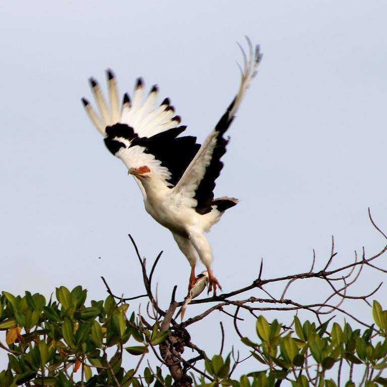 Fathala Wildlife Reserve Toubakouta Exterior foto