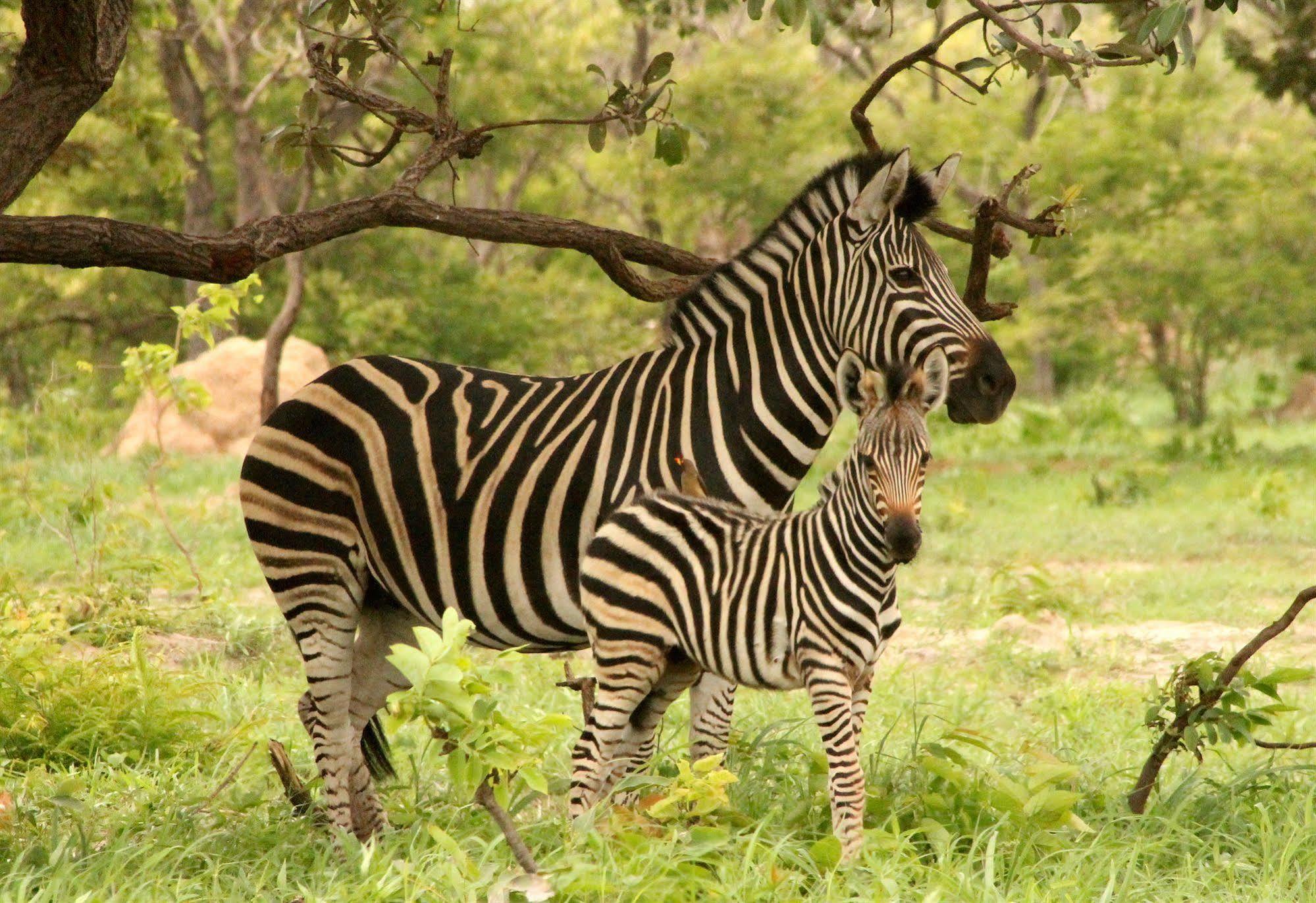 Fathala Wildlife Reserve Toubakouta Exterior foto