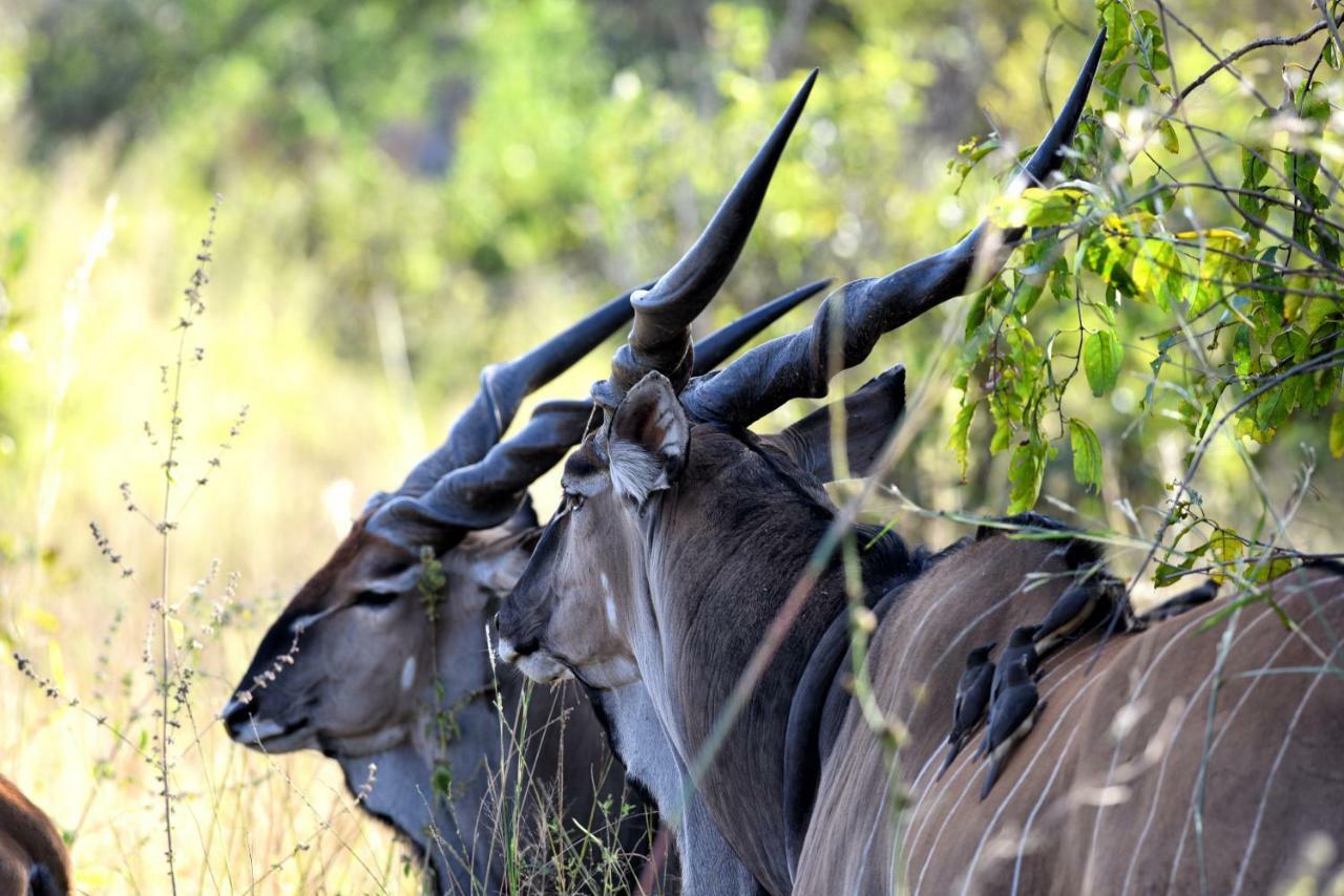 Fathala Wildlife Reserve Toubakouta Exterior foto