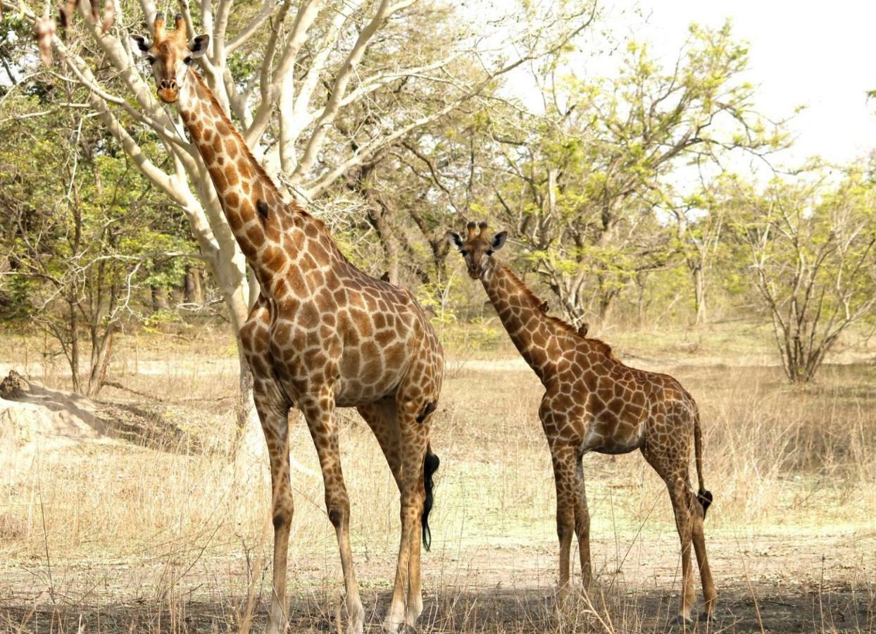 Fathala Wildlife Reserve Toubakouta Exterior foto