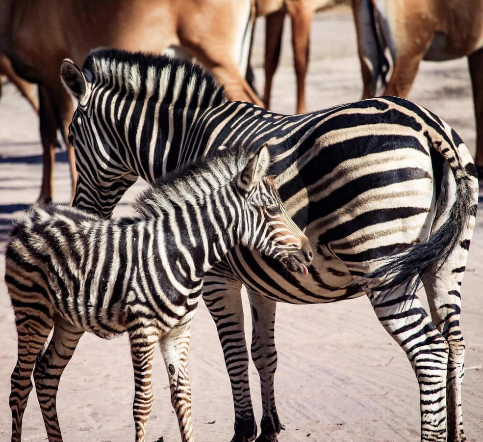 Fathala Wildlife Reserve Toubakouta Exterior foto